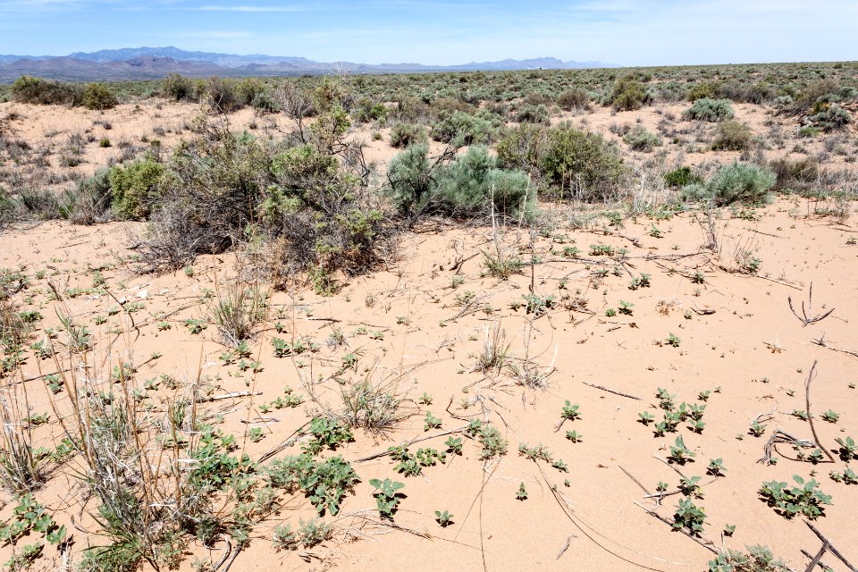 East edge of Bosque del Apache NWR