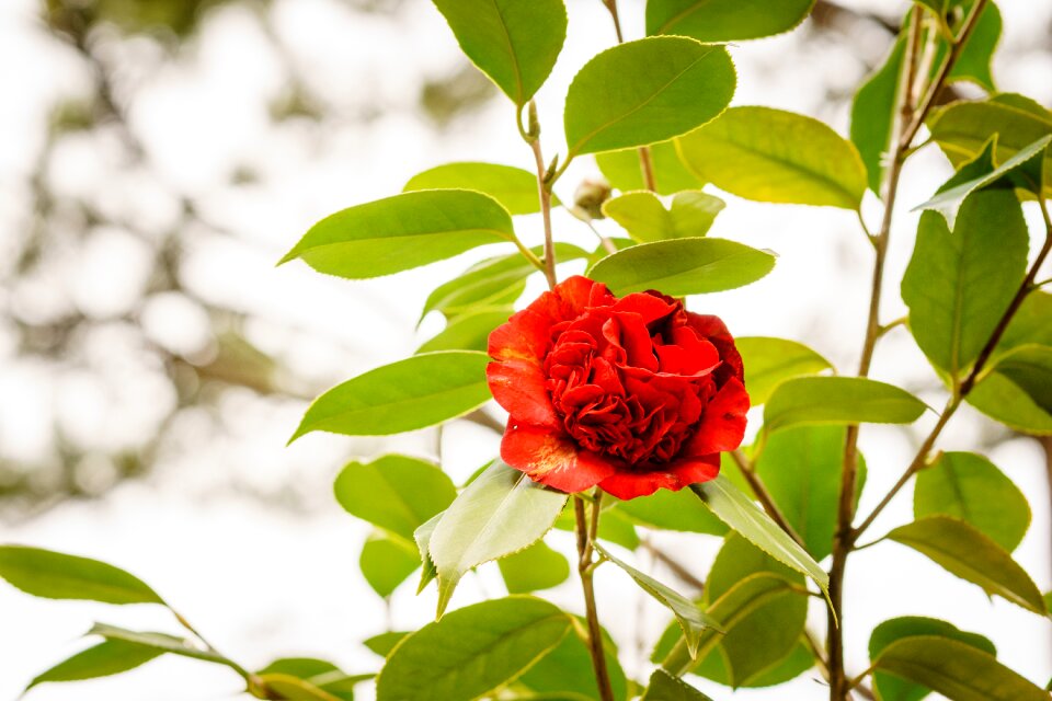 Blooming red flora