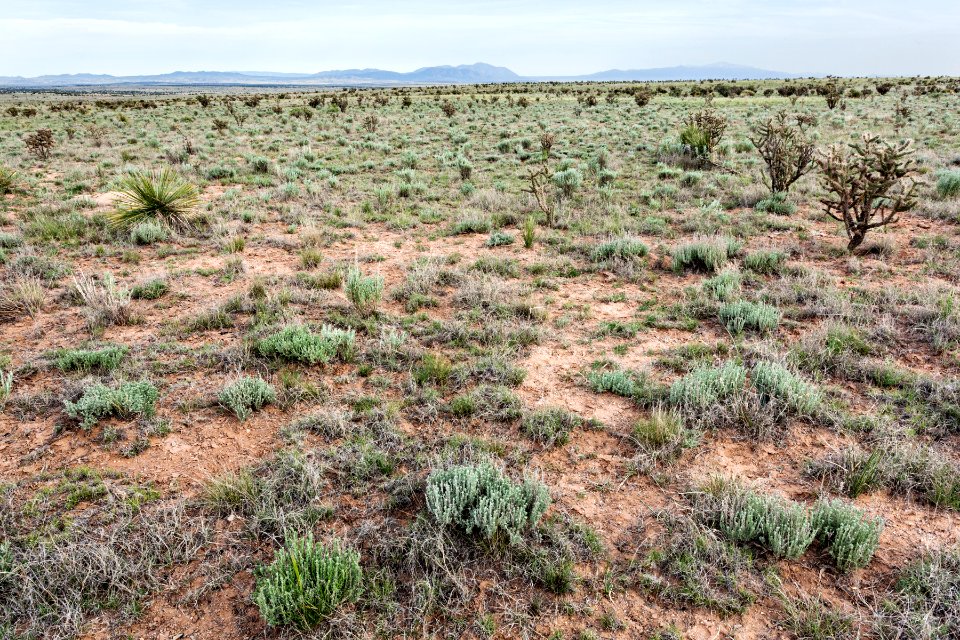 Northeast of Cat Head Mesa