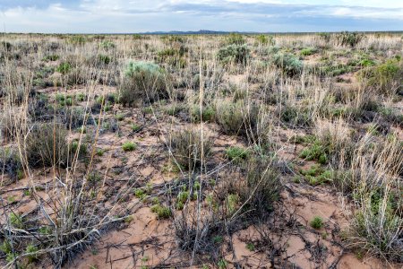 East edge of Bosque del Apache NWR