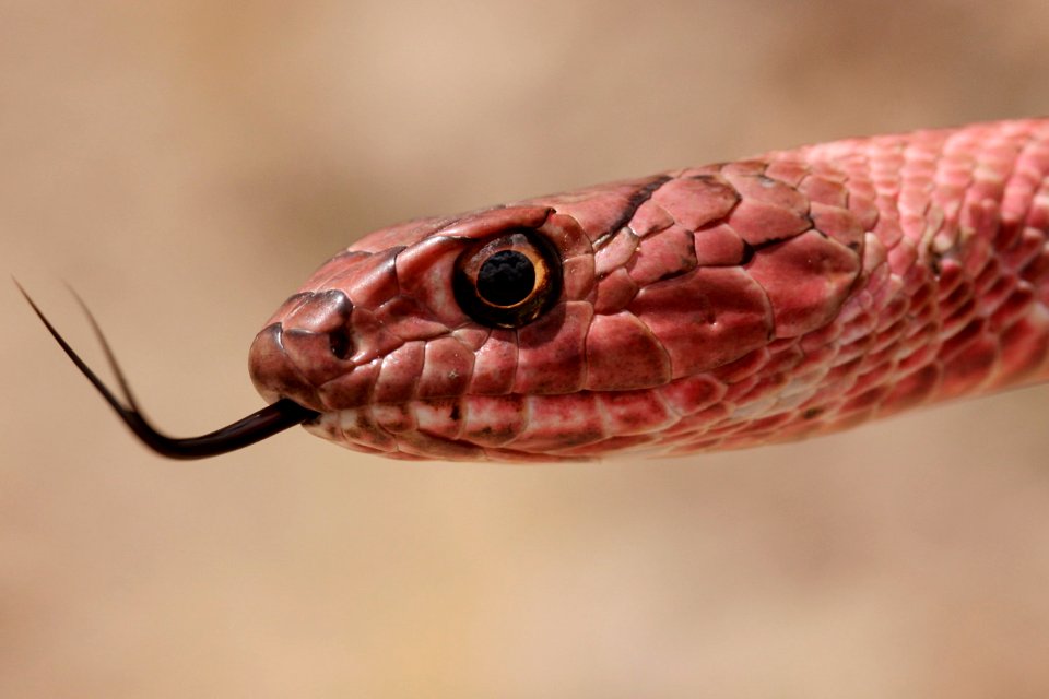 Masticophis flagellum
