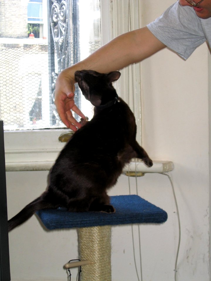 Addison Siamese Havanah cat older 5163