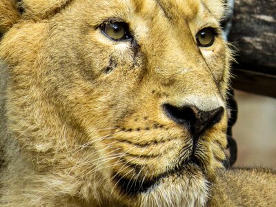 Zoo nuremberg lioness photo