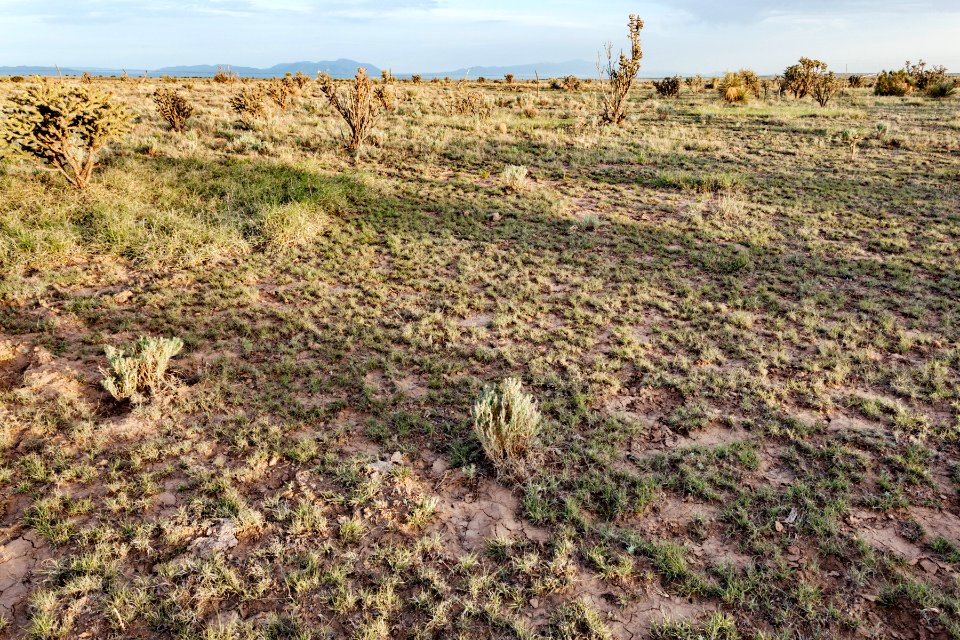 Northeast of Cat Head Mesa