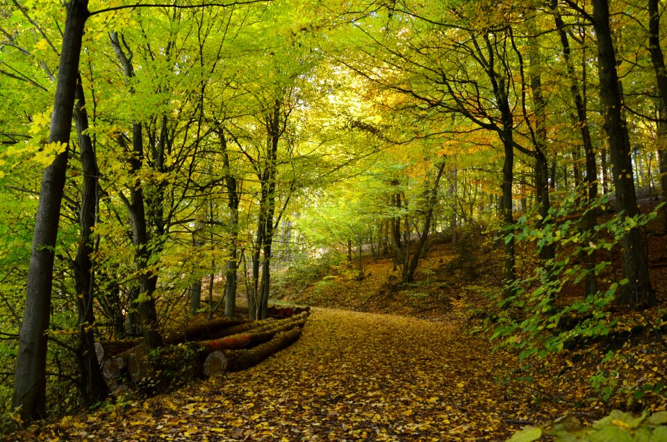 Deciduous trees trees fall foliage