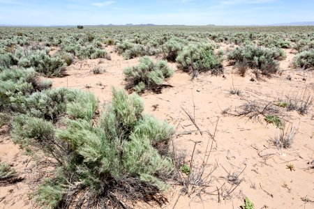 East edge of Bosque del Apache NWR