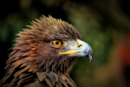 Raptor bill bird of prey photo