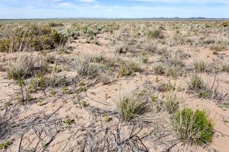 East edge of Bosque del Apache NWR