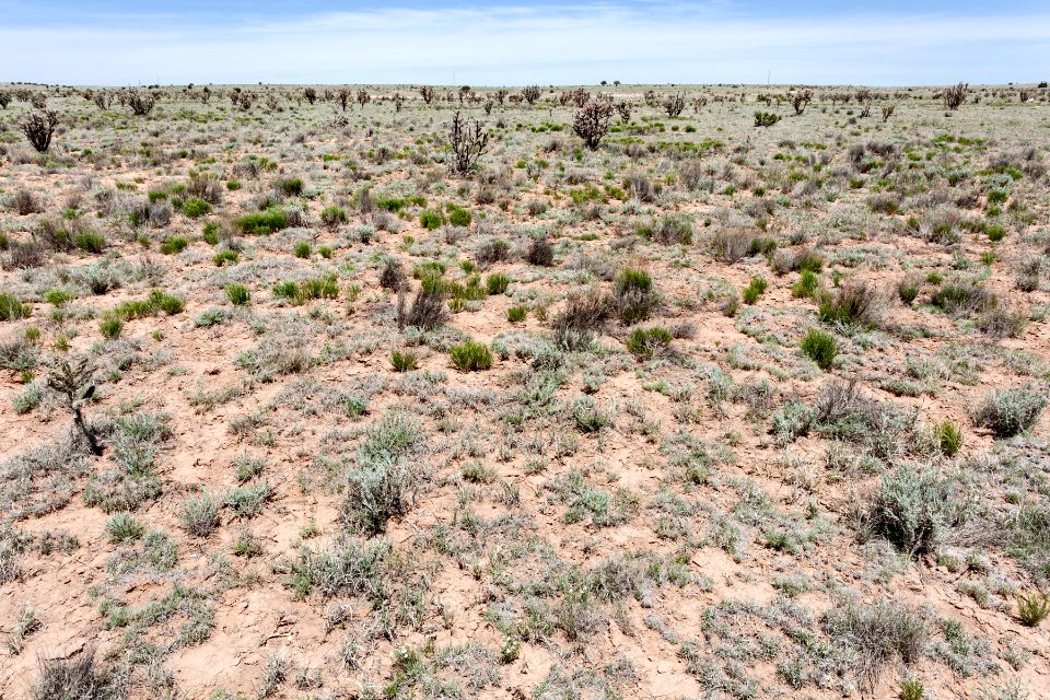 Northeast of Cat Head Mesa