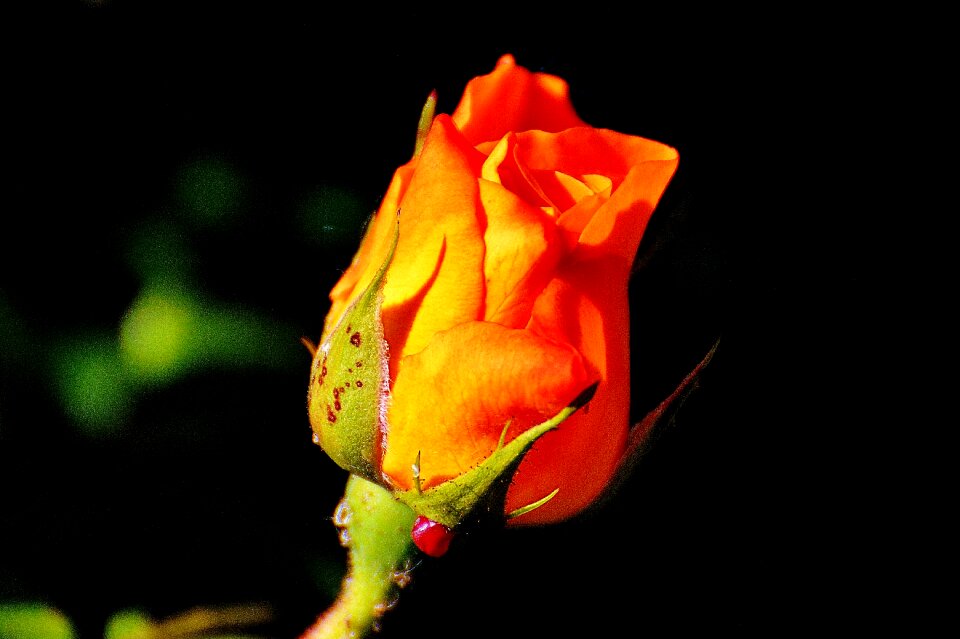 Flower blossom bloom