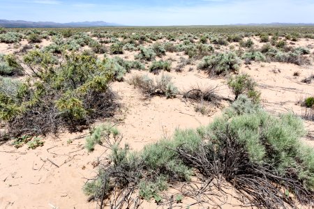 East edge of Bosque del Apache NWR