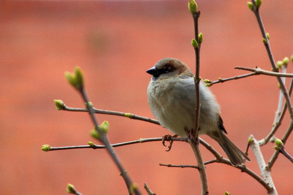 Songbird nature branch