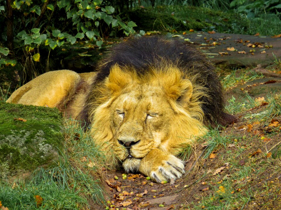Zoo nuremberg close up
