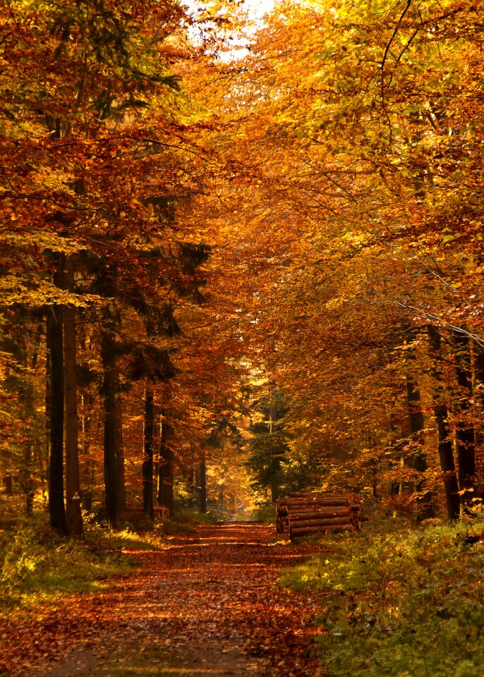 Mood landscape nature