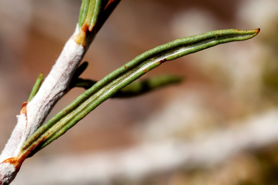 Eriogonum leptophyllum