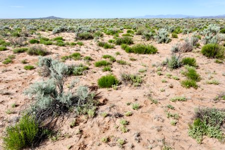 East edge of Bosque del Apache NWR