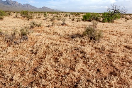 Near Baylor Canyon Road