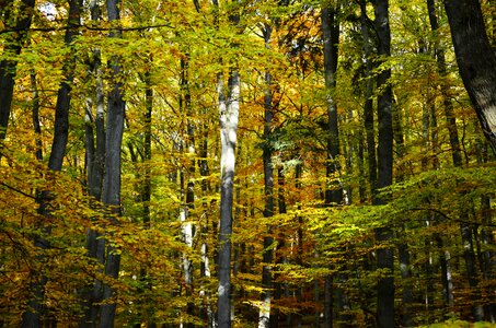 Forest trees fall foliage