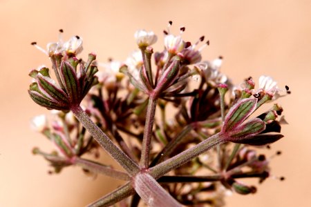 Lomatium nevadense var. nevadense