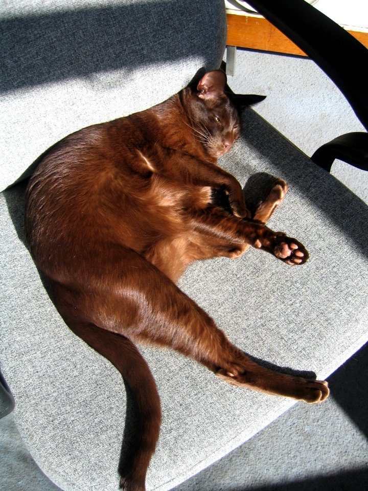 Addison Siamese Havanah cat older 4746