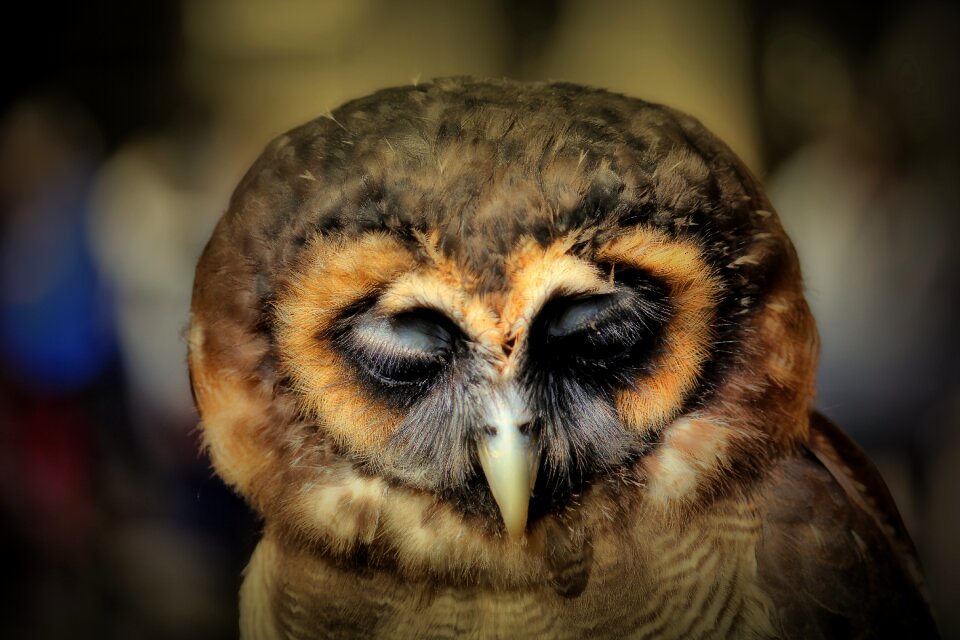 Bill nocturnal rest