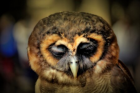 Bill nocturnal rest