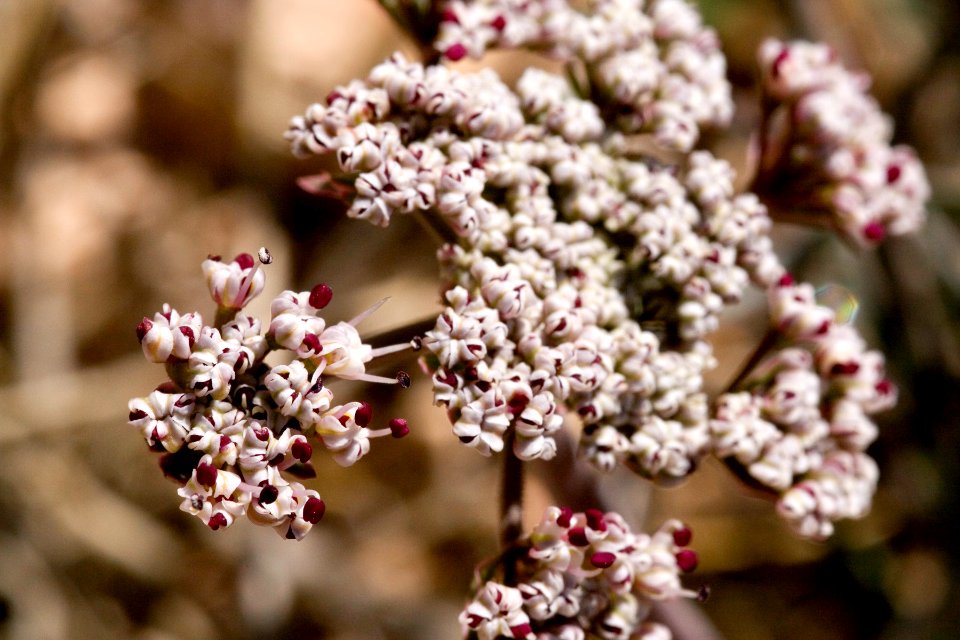 Lomatium nevadense var. nevadense