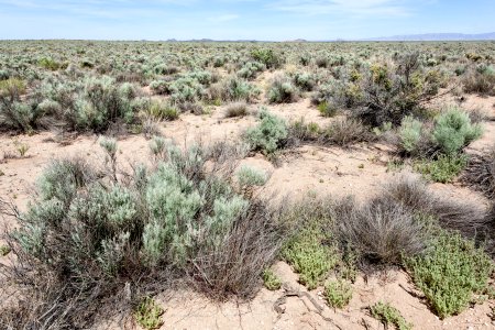 East edge of Bosque del Apache NWR