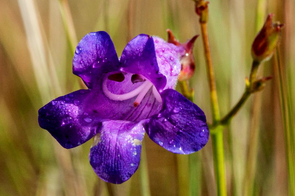 Penstemon stenophyllus