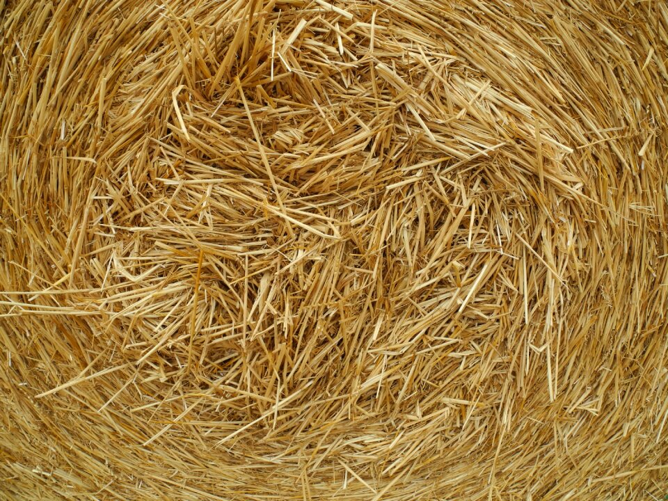 Crop field countryside