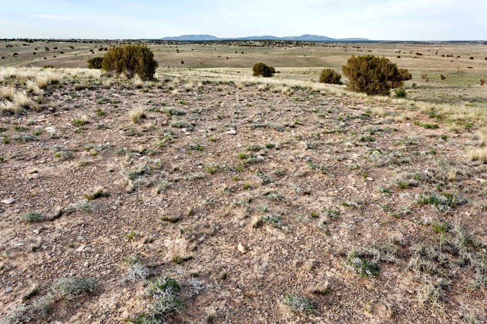 Northeast of Cat Head Mesa