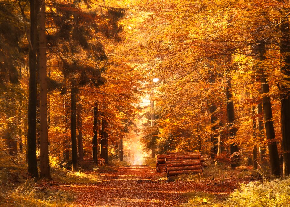 Mood landscape nature