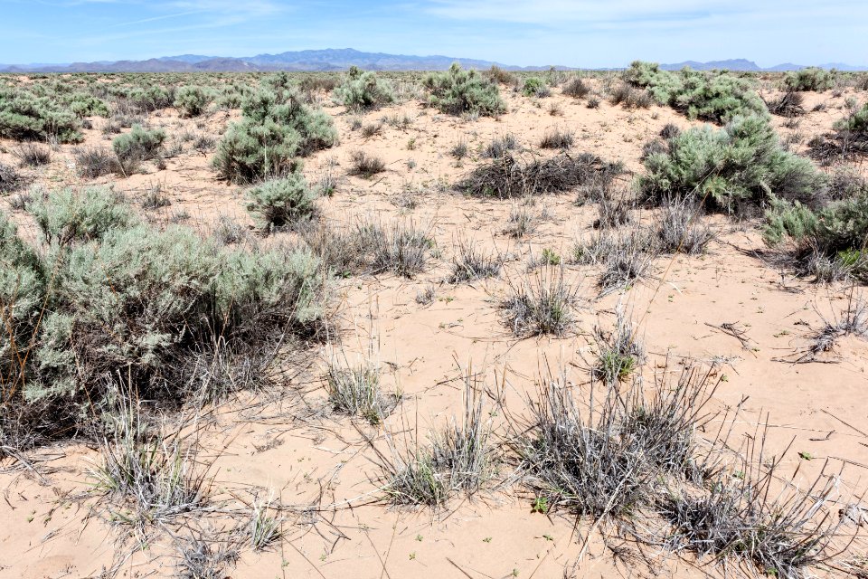 East edge of Bosque del Apache NWR
