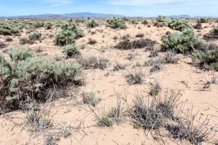 East edge of Bosque del Apache NWR