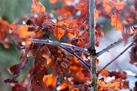 Autumn winter leaf branch