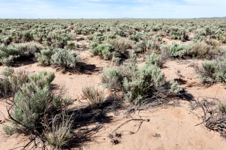 East edge of Bosque del Apache NWR
