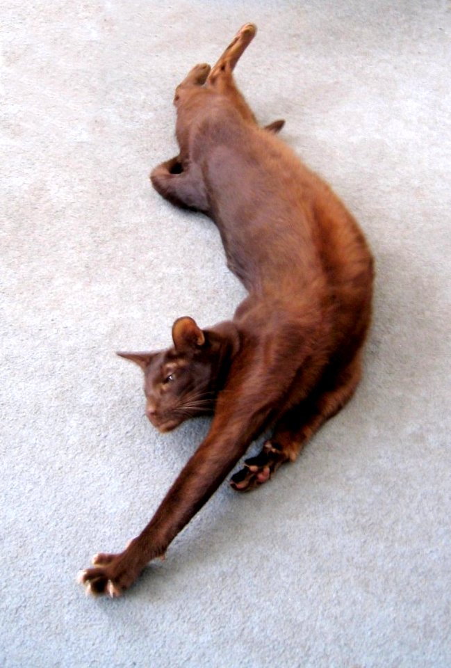 Addison Siamese Havana cat Stretch 6055