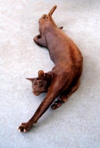 Addison Siamese Havana cat Stretch 6055 photo