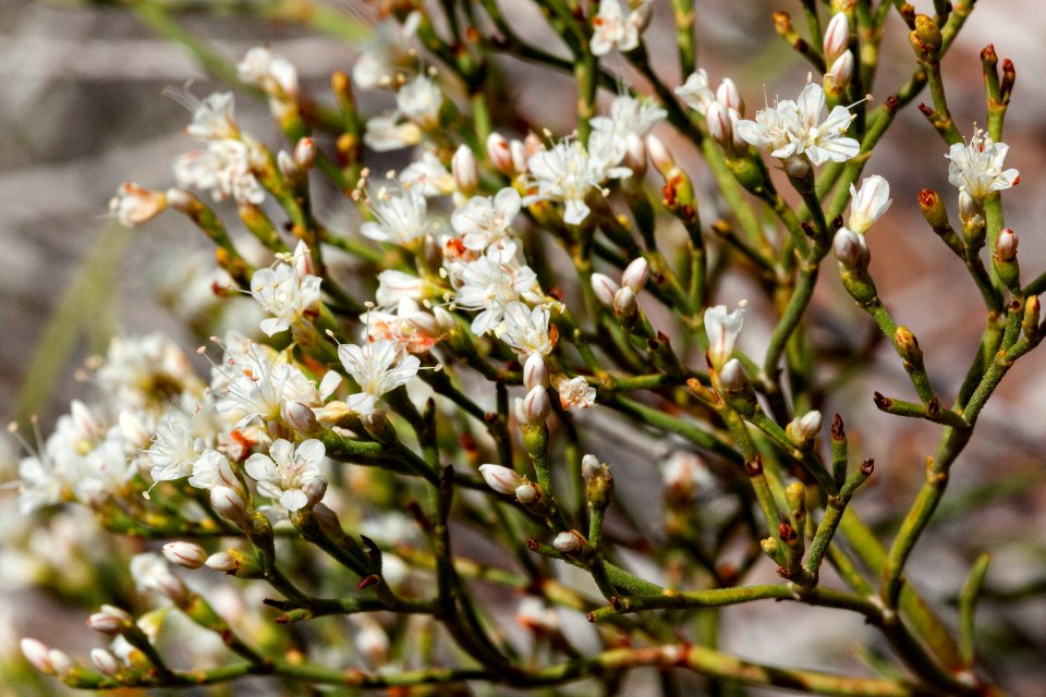Eriogonum leptophyllum