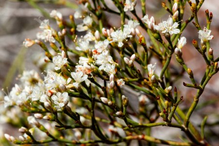 Eriogonum leptophyllum