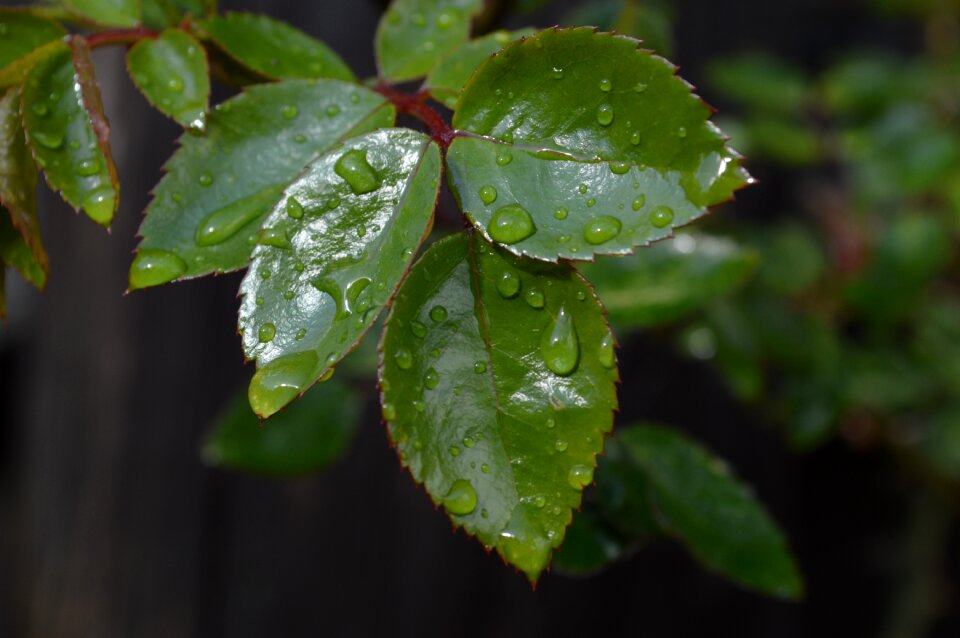 Leaf green rosa