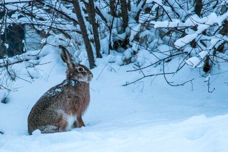 Hare fur snow