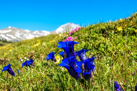 Alpine plant alpine flower mountain flower photo