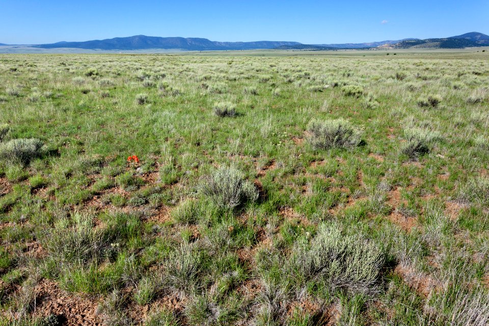 Near Coyote Canyon