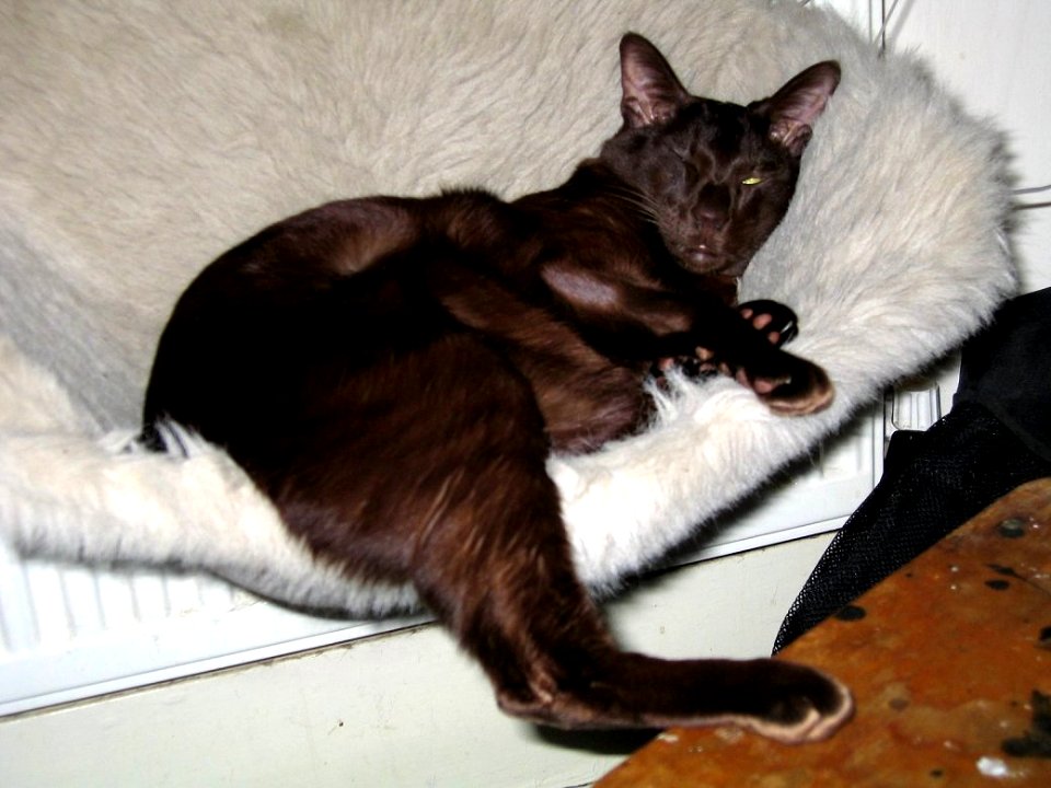 Addison Siamese Havanah cat  full of party cake