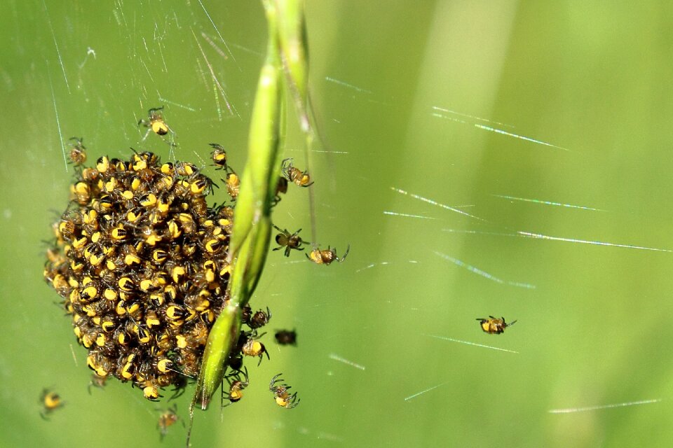 Small spider web nest