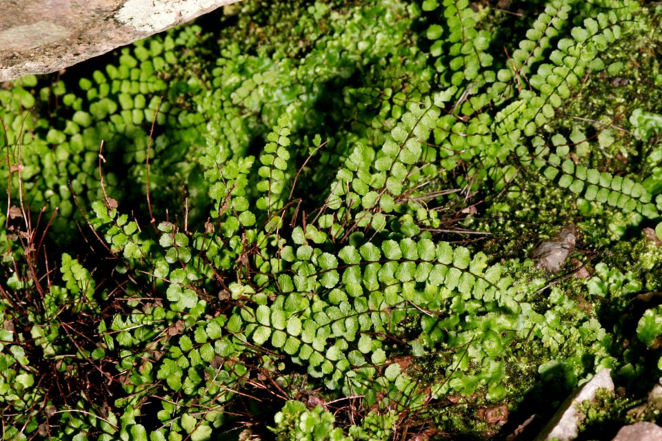 Asplenium trichomanes