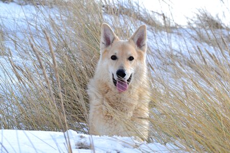 Sled dog winter beach
