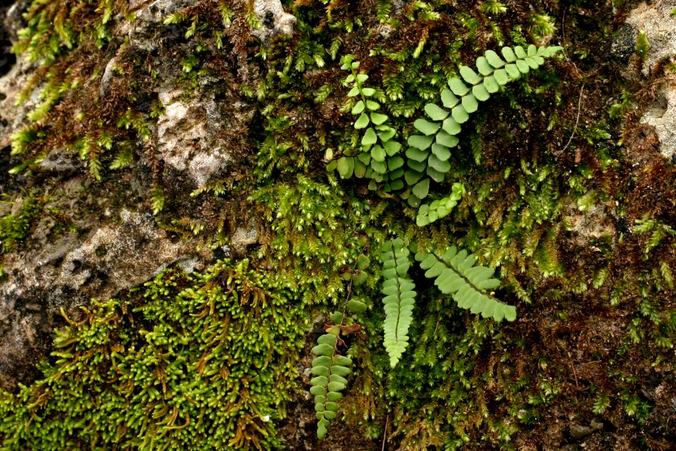 Asplenium resiliens