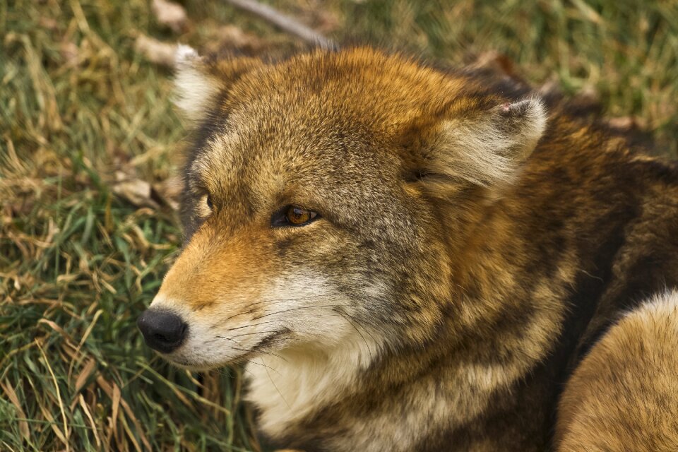Wildlife predator wild animals